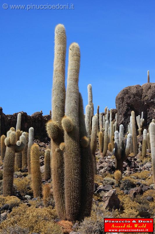 BOLIVIA 2 - Isla Los Pescados - 08.jpg